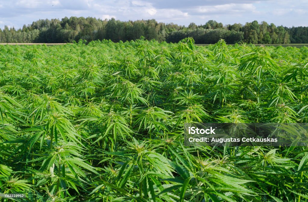 Cannabis sativa, marihuana leaves, photography of medical plant. Farm Stock Photo
