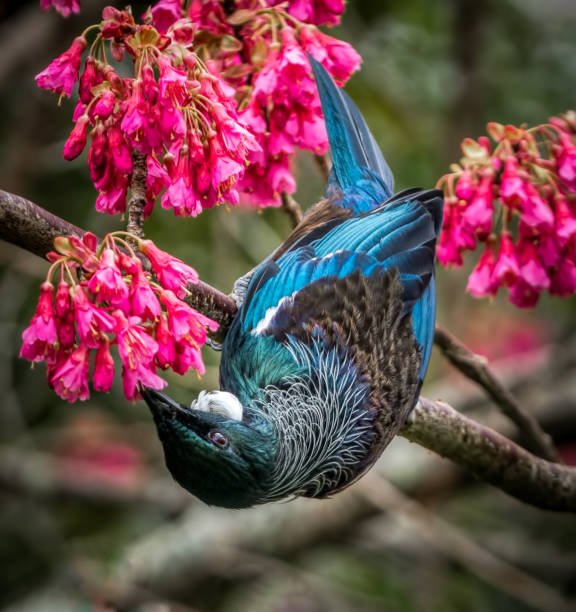 Tui feeding time A  beautiful NZ bird called tui  hanging upside down, drinking nectar from bright pink cherry blossoms. honeyeater stock pictures, royalty-free photos & images