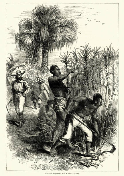 Slaves working on a plantation cutting sugarcane, 18th Century Vintage engraving of Slaves working on a plantation cutting sugarcane, 18th Century slave plantation stock illustrations