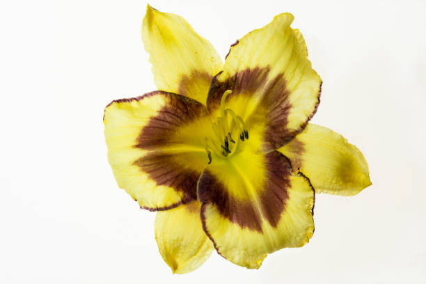 hemerocallis isolated yellow flower