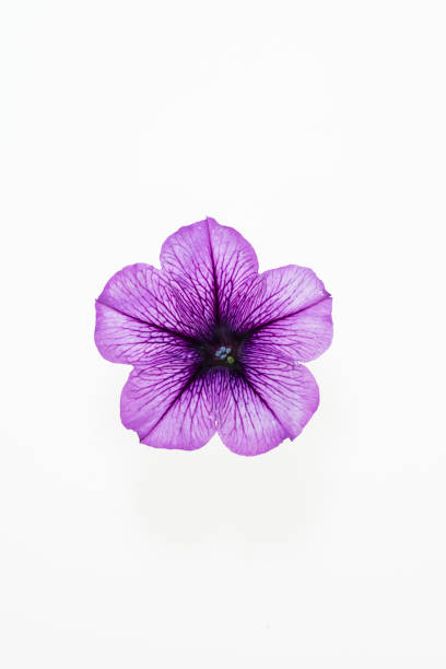 Beautiful purple Petunias (Petunia hybrida) in garden soft focus