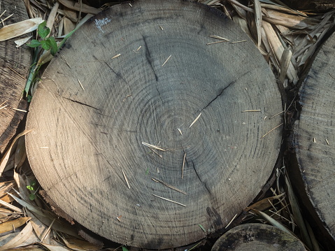 A beautiful saw cut down of a tree in a park on the ground by day
