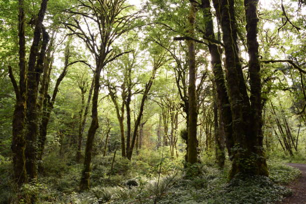 istock A View Into Lush Forest At Priest Point Park 1162229950