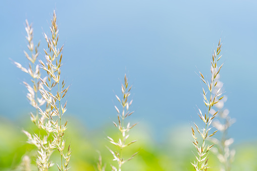 Macro closeup of grass plants in Shenandoah valley national park by Blue Ridge appalachian mountains in foreground with blue sky in blurry background