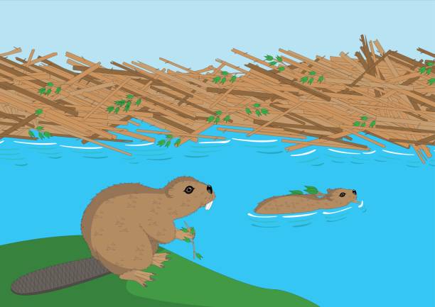 Two beavers building a dam illustration Two beavers next to the river working hard to build a dam illustration beaver dam stock illustrations
