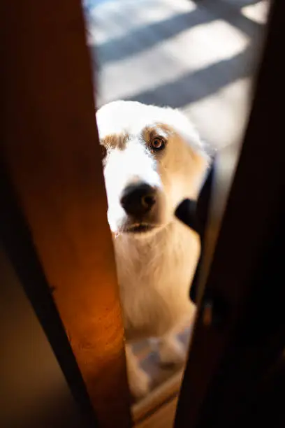 Closeup of white great pyrenees dog peeking through home or house door, asking begging to get inside