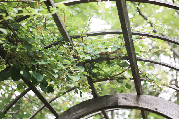 istock Garden Canopy at the park 1162233745