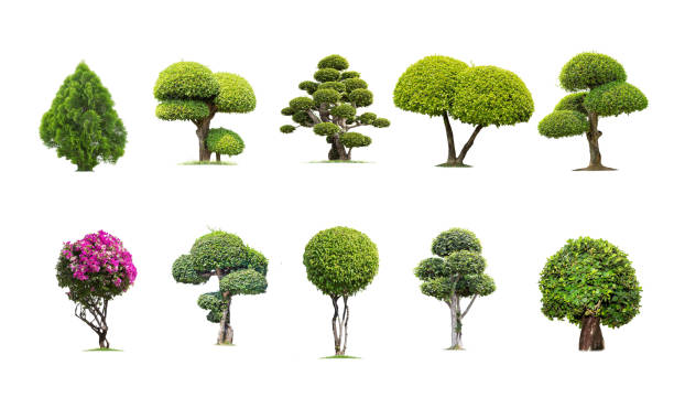 istock Tako trees bending. Isolated tree on white background , 1162235051