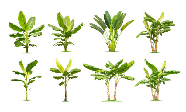 istock trees Banana. Isolated tree on white background , 1162235060