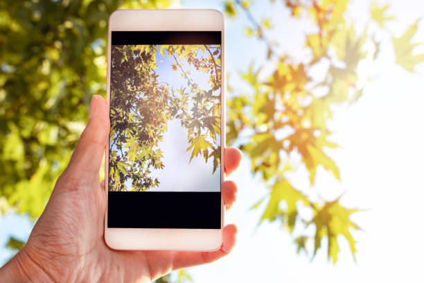 istock taking pictures in nature by phone 1162235745
