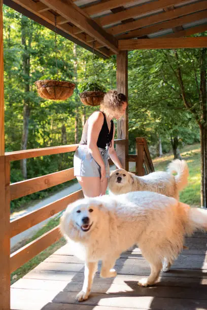 Young woman petting two white great pyrenees dogs outside at home porch of log cabin
