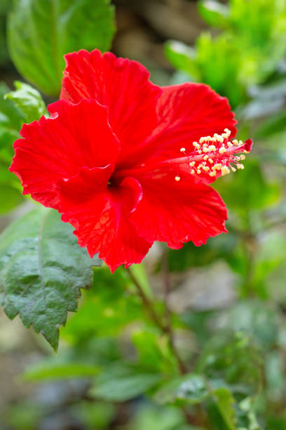 istock Red hibiscus flower in full bloom. 1162240463