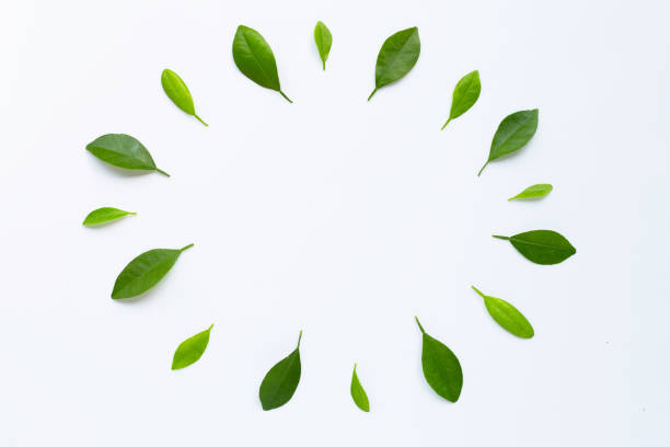 istock Frame made of green citrus fruit leaves on white 1162240565