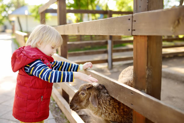 小さな男の子が羊をふりするふれあい動物園の子供。動物と農場で楽しんでいる子供。子供と動物 - zoo agricultural fair child farm ストックフォトと画像