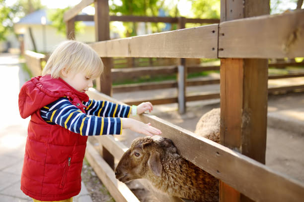 маленький мальчик ласкает овец. ребенок в зоопарке. малыш веселится на ферме с животными. дети и животные. - agricultural fair child farm sheep стоковые фото и изображения