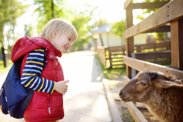 小さな男の子が羊をふりするふれあい動物園の子供。動物と農場で楽しんでいる子供。子供と動物 - zoo agricultural fair child farm ストックフォトと画像