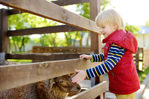 mały chłopiec pieszczoty owiec. dziecko w małym zoo. dziecko bawiące się w gospodarstwie ze zwierzętami. dzieci i zwierzęta. - zoo child agricultural fair petting zoo zdjęcia i obrazy z banku zdjęć