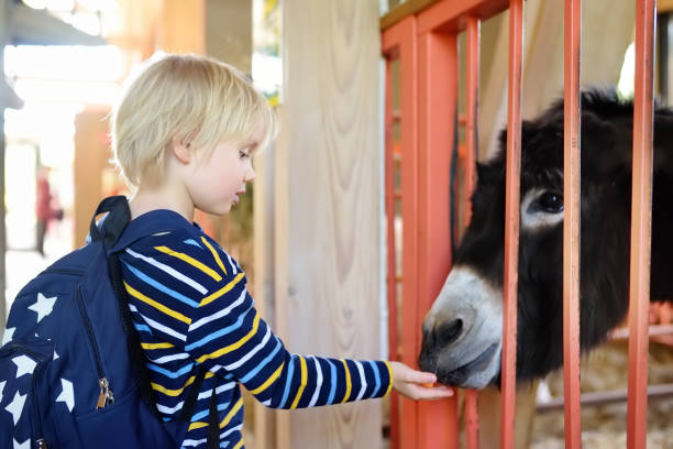 mały chłopiec karmiąc osioł. dziecko w krytym zoo. dziecko bawiące się w gospodarstwie ze zwierzętami. dzieci i zwierzęta. - zoo child agricultural fair petting zoo zdjęcia i obrazy z banku zdjęć