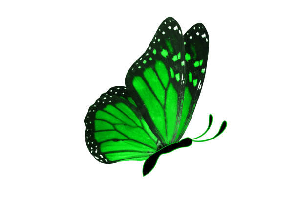 istock tropical green butterfly. isolated on white 1162241249
