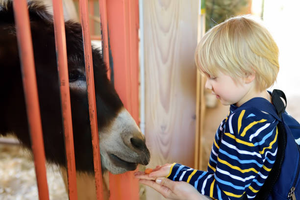 ロバに餌をやってる小さな男の子屋内ふれあい動物園の子供。動物と農場で楽しんでいる子供。子供と動物 - zoo agricultural fair child farm ストックフォトと画像