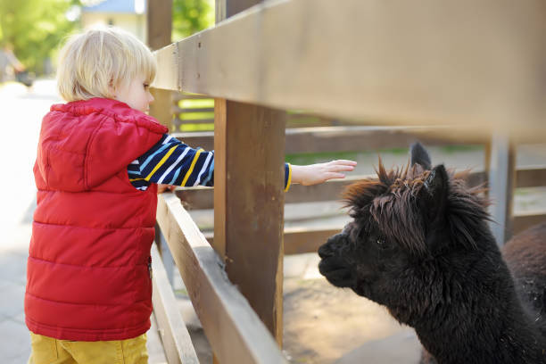 маленький мальчик ласки ламы. ребенок в зоопарке. малыш веселится на ферме с животными. дети и животные. - zoo agricultural fair child farm стоковые фото и изображения