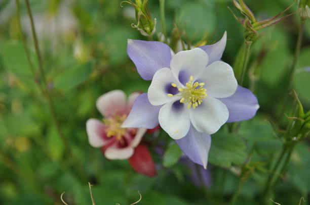 istock Purple and red flower (1) 1162241366
