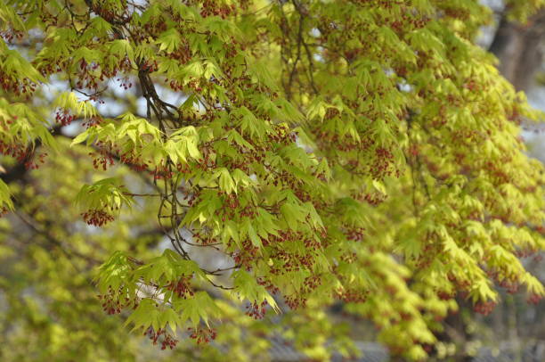 istock Close up of leaves 1162241372