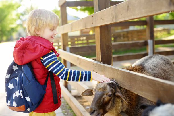 小さな男の子が羊をふりするふれあい動物園の子供。動物と農場で楽しんでいる子供。子供と動物 - zoo agricultural fair child farm ストックフォトと画像