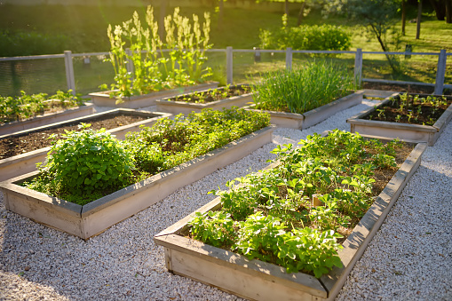 Cocina comunitaria jardín. Camas de jardín elevadas con plantas en el huerto de la comunidad de verduras. photo