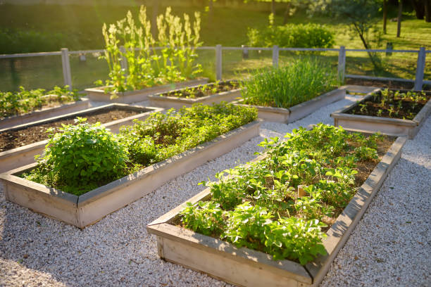 Community kitchen garden. Raised garden beds with plants in vegetable community garden. Community kitchen garden. Raised garden beds with plants in vegetable community garden. Lessons of gardening for kids. community vegetable garden stock pictures, royalty-free photos & images