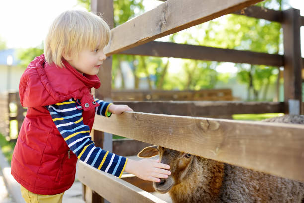 mały chłopiec pieszczoty owiec. dziecko w małym zoo. dziecko bawiące się w gospodarstwie ze zwierzętami. dzieci i zwierzęta. - zoo child agricultural fair petting zoo zdjęcia i obrazy z banku zdjęć