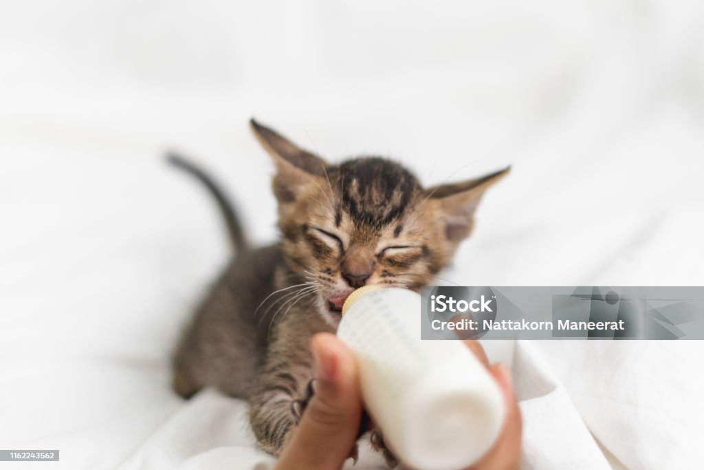 People feeding newborn cute kitten cat by bottle of milk over white soft silk Kitten Stock Photo