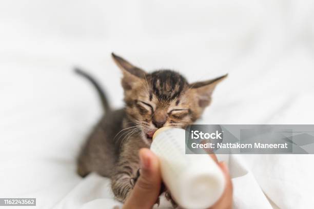 People Feeding Newborn Cute Kitten Cat By Bottle Of Milk Over White Soft Silk Stock Photo - Download Image Now