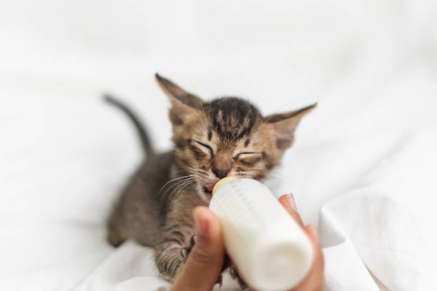 people feeding newborn cute kitten cat by bottle of milk over white soft silk - animals feeding fotos imagens e fotografias de stock