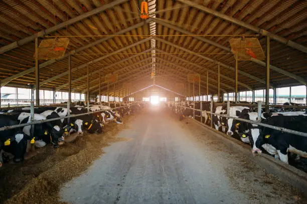 Photo of Breeding diary cows in free livestock stall