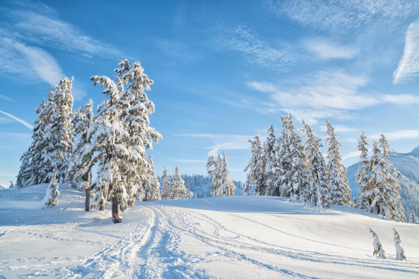 Group of snowy fir trees in fresh deep snow in the Alps.