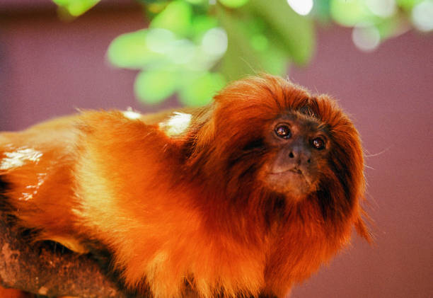 istock Golden Lion Tamarin monkey in a tree 1162246973