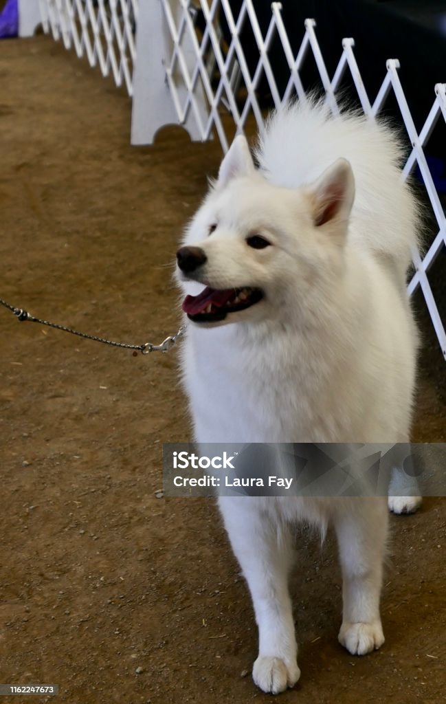 American Eskimo Dog Stock Photo - Download Image Now - Affectionate,  American Spitz, Animal Body Part - iStock
