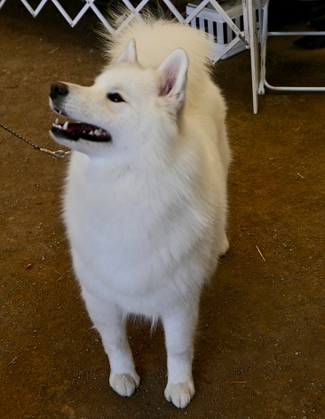 American Eskimo Dog Stock Photo - Download Image Now - Affectionate, American Spitz, Animal Body Part - iStock American Eskimo Dog Stock Photo - Download Image Now - Affectionate, American Spitz, Animal Body Part - iStock