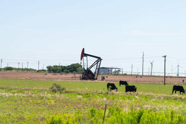 pompaggio su giacimenti petroliferi nelle praterie di snyder, texas con la macchina che pompa olio e mucche al pascolo - oil pump oil industry prairie field foto e immagini stock