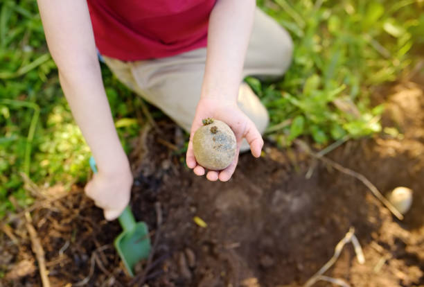 Little boy planting potatoes in the backyard. Mommy little helper.