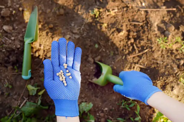 Woman plants pea seeds in bed in the garden at summer sunny day. Gardener hands, garden tools, gloves and pea seeds close-up. Gardening and farming.