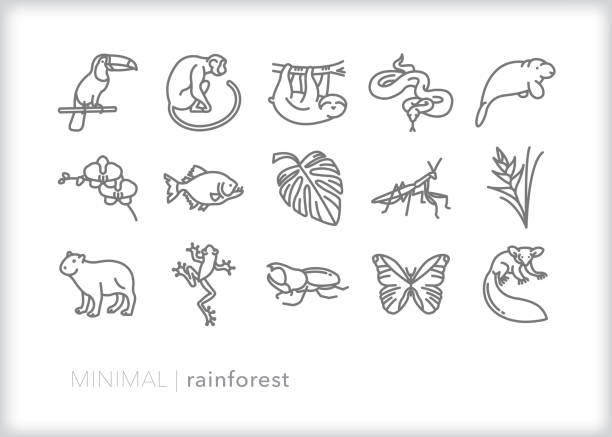 illustrations, cliparts, dessins animés et icônes de ensemble d'icône d'icône d'animaux et de plantes de forêt tropicale - rare