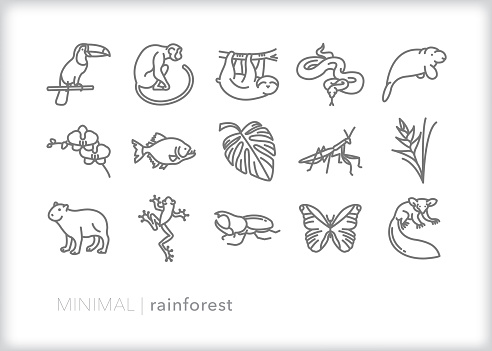 Set of 15 rain forest animal and plant line icons including toucan, monkey, sloth, snake, manatee, orchid, piranha, mantis, mantid, heliconia, morpho butterfly, frog, capybara, anaconda, beetle, aye-aye