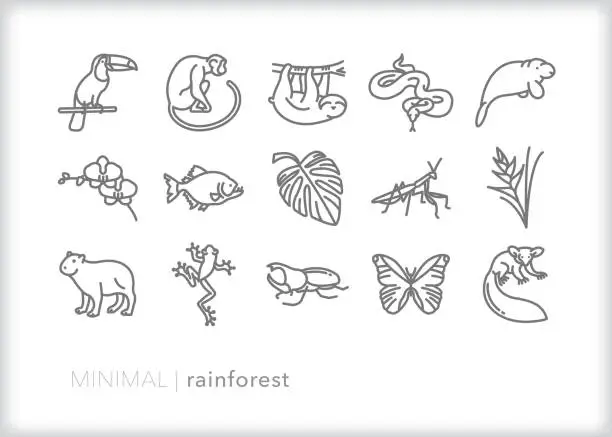 Vector illustration of Rainforest animals and plants line icon set