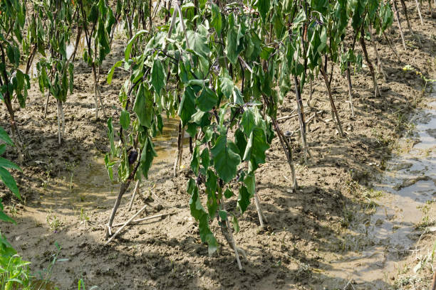 eggplant field after rain flood followed with high temperature