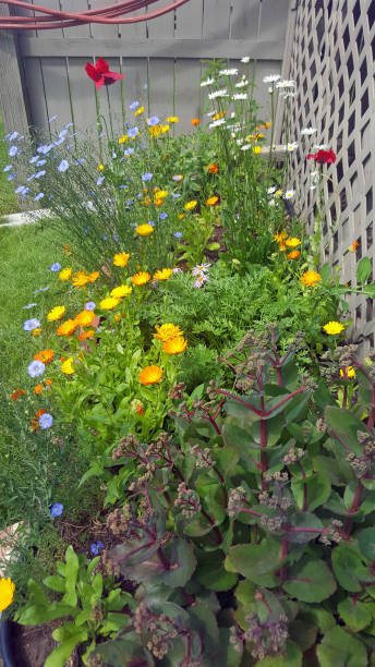 istock Garden Variety Perennials 1162250080
