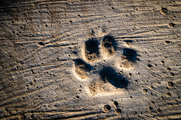 dog steps and footprints on earth - paw print animal track footprint beach imagens e fotografias de stock