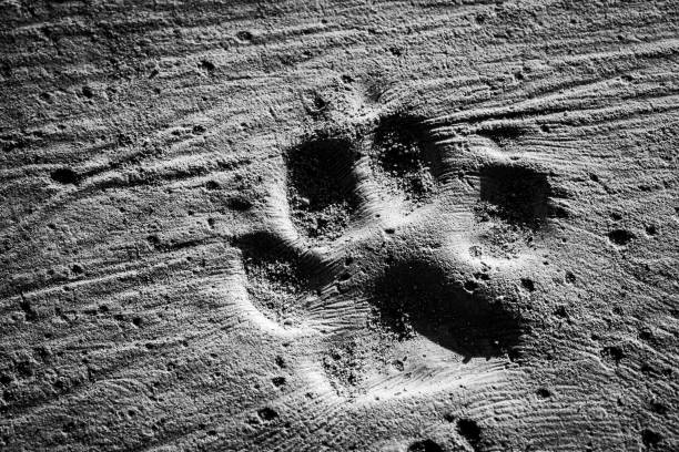istock Dog steps and footprints on earth 1162250173
