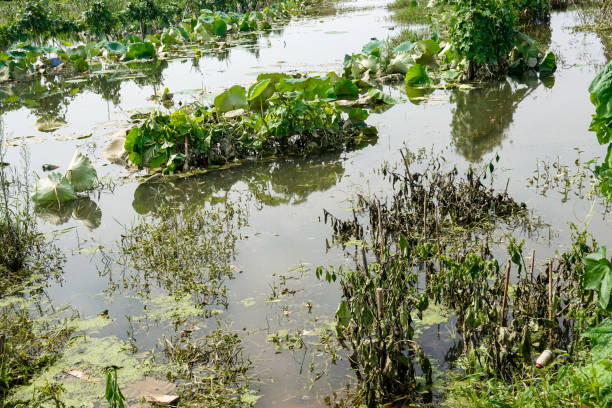 istock vegetable field after rain flood followed with high temperature 1162250273